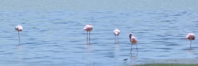 Serengeti (Morning Game Drive) to Ngorongoro 