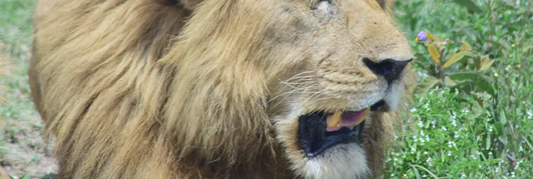 Serengeti to Ngorongoro 