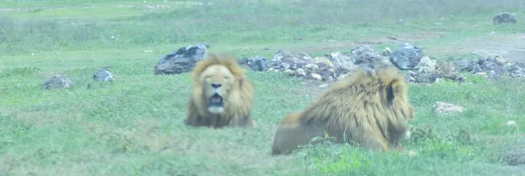 Ngorongoro Crater Full Day Tour Back to Arusha