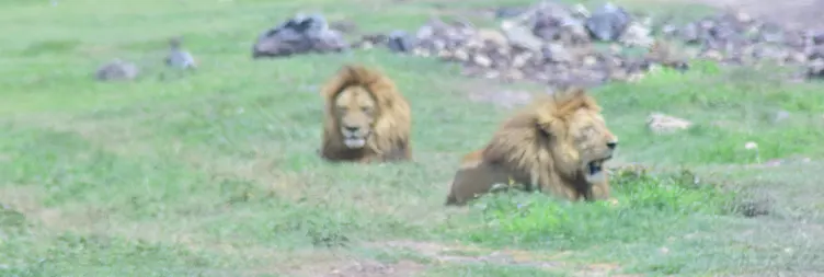 Ngorongoro Crater Tour back to Arusha