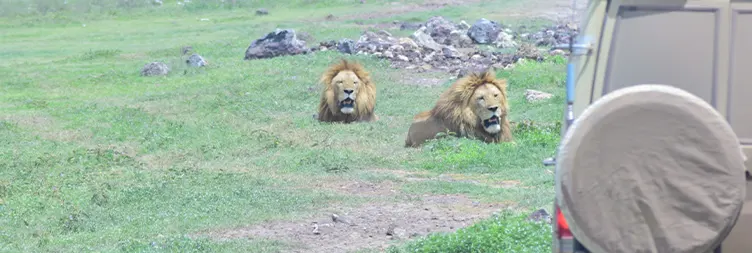 Serengeti (Morning Game Drive) to Ngorongoro 