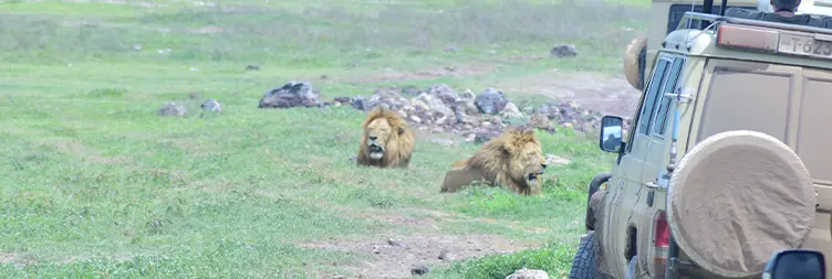 Serengeti (Morning Game Drive) to Ngorongoro 