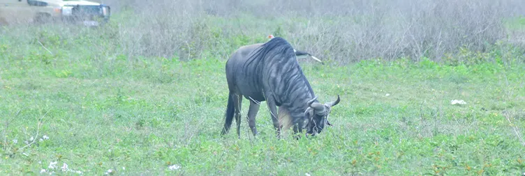 Serengeti to Ngorongoro 