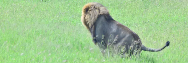 Manyara to Serengeti (Afternoon Game Drive) 