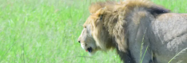 Serengeti to Ngorongoro 