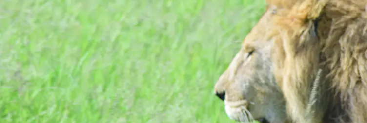 Serengeti (Morning Game Drive) to Ngorongoro 