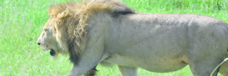 Ngorongoro Crater Tour back to Arusha