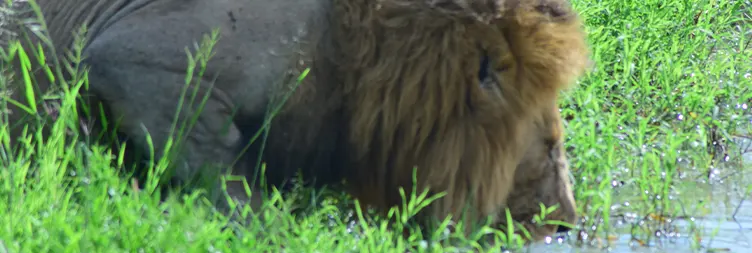 Serengeti (Morning Game Drive) to Ngorongoro 