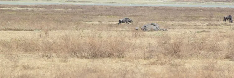 Ngorongoro Crater Tour back to Arusha 