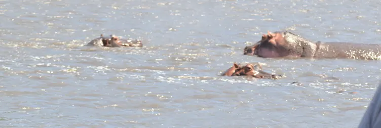 Ngorongoro Crater Tour back to Arusha