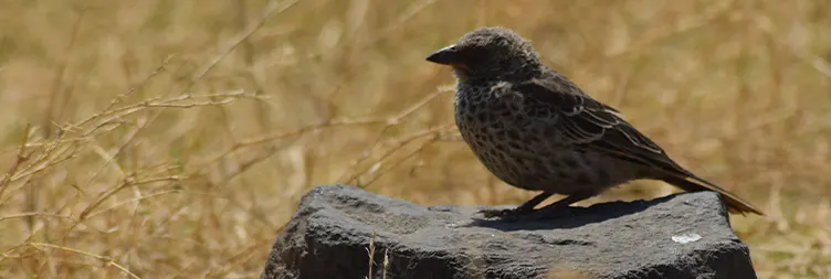 Serengeti (Morning Game Drive) to Ngorongoro 