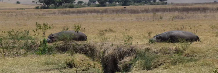 Ngorongoro Crater Tour back to Arusha 