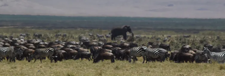 Ngorongoro Crater Tour back to Arusha 