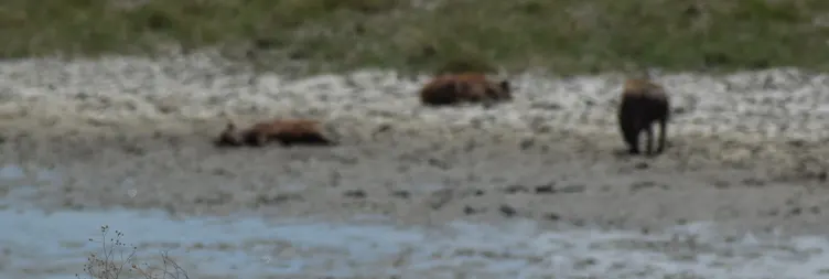 Serengeti (Morning Game Drive) to Ngorongoro 