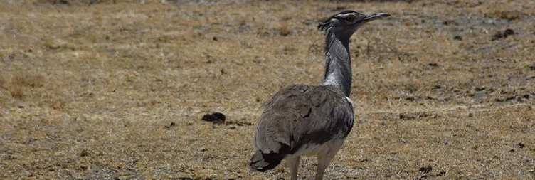 Ngorongoro Crater Tour back to Arusha 