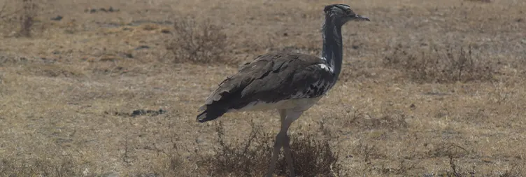 Serengeti to Ngorongoro