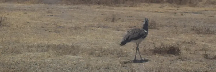 Ngorongoro Crater Tour back to Arusha 