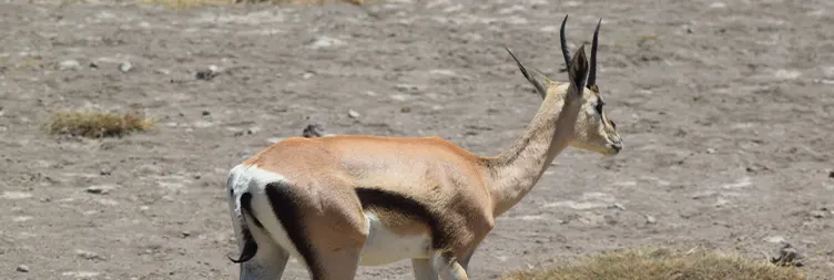 Ngorongoro Crater Full Day Tour Back to Aru