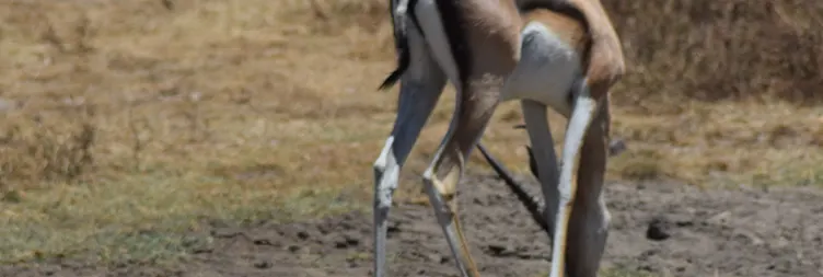 Ngorongoro Crater Full Day Tour Back to Arusha 