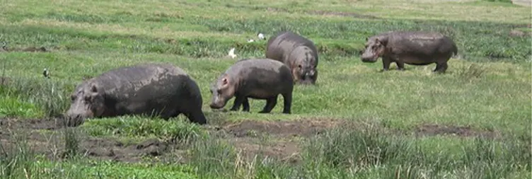 Ngorongoro Crater (Full Day Tour) back to Arusha 