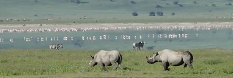 Ngorongoro Crater Tour back to Arusha 