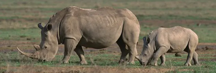 Serengeti to Ngorongoro 