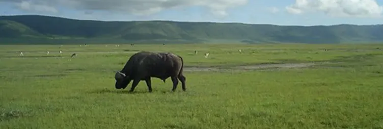 Ngorongoro Crater (Full Day Tour) back to Arusha