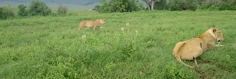 Ngorongoro Crater Tour Back to Arusha 