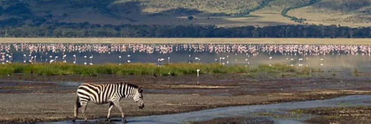 Serengeti (Morning Game Drive) to Ngorongoro 