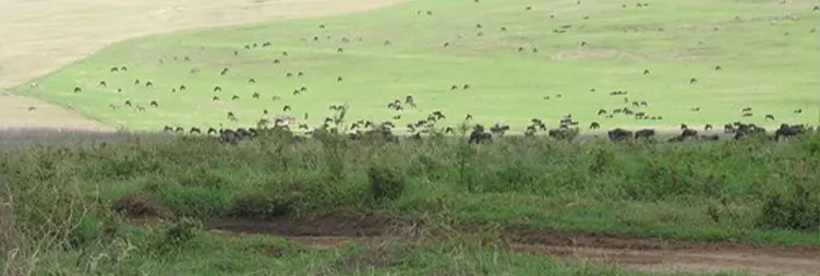 Serengeti (Morning Game Drive) to Ngorongoro 