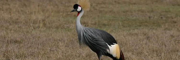  Serengeti to Ngorongoro