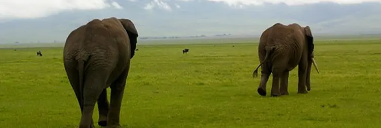 Ngorongoro Crater (Full Day Tour) - Back to Arusha 