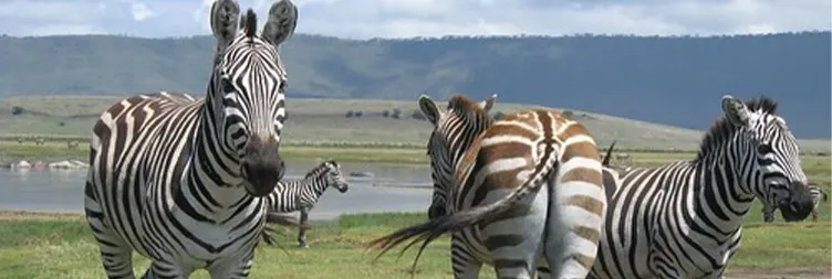 Ngorongoro Crater (Full Day Tour) Back to Arusha 