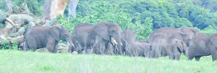Ngorongoro Crater (Full Day Tour) back to Arusha 