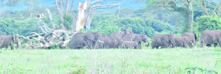 Ngorongoro Crater Tour back to Arusha 