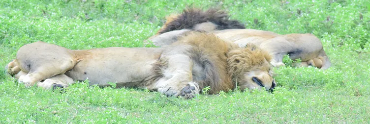 Ngorongoro Crater (Full Day Tour) - Back to Arusha 