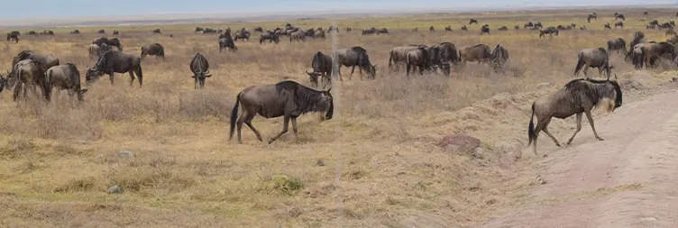 Ngorongoro Crater (Full Day Tour) back to Arusha 