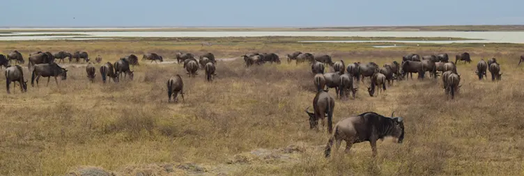 Serengeti (Morning Game Drive) to Ngorongoro