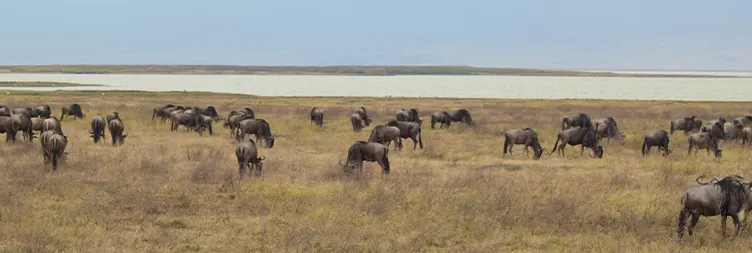 Ngorongoro Crater Full Day Tour Back to Arusha