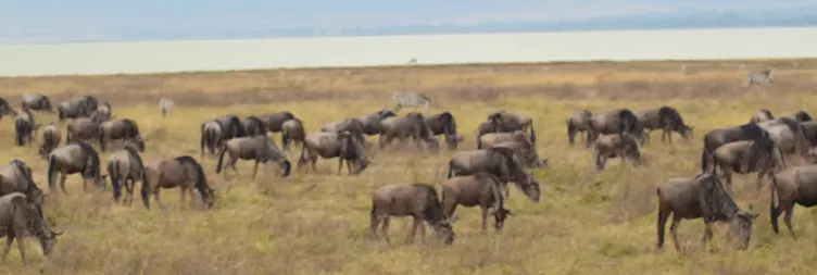  Ngorongoro Crater Full Day Tour Back to Arusha 