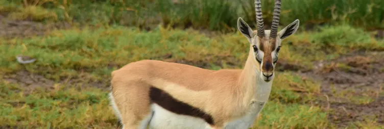 Ngorongoro Crater Tour back to Arusha 