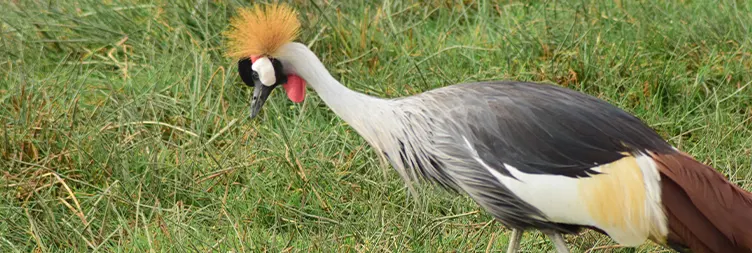 Serengeti (Morning Game Drive) to Ngorongoro