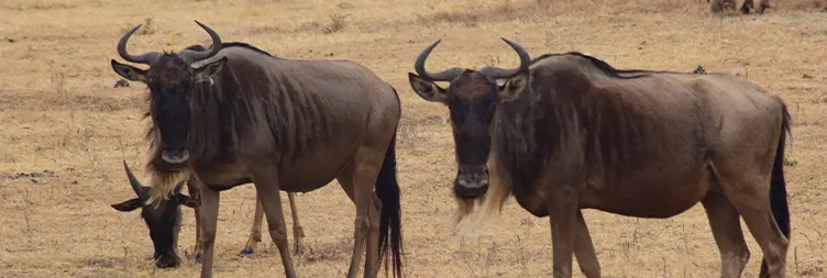 Ngorongoro Crater Tour back to Arusha 