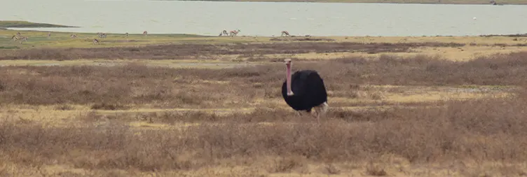 Serengeti (Morning Game Drive) to Ngorongoro Crater