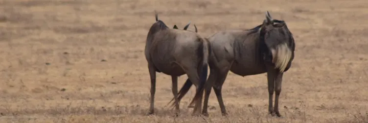 Ngorongoro Crater (Full Day Tour) back to Arusha 