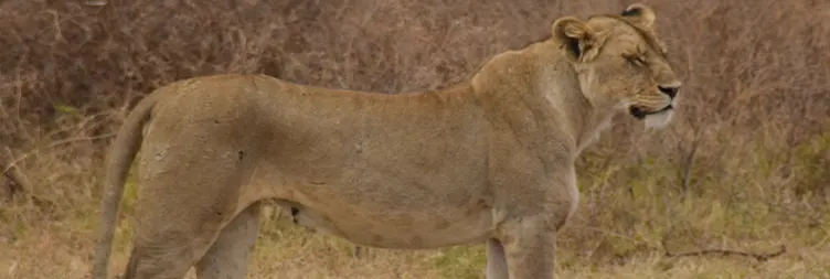 Ngorongoro Crater Full-Day Tour Back to Arusha