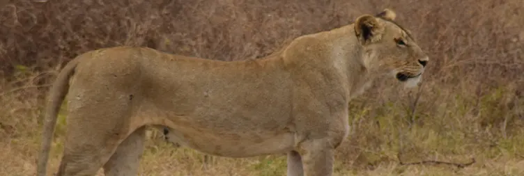 Ngorongoro Crater (Full Day Tour) back to Arusha 