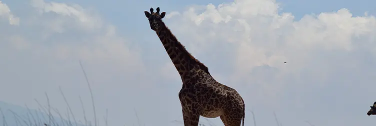 Ngorongoro Crater (Full Day Tour) back to Arusha 