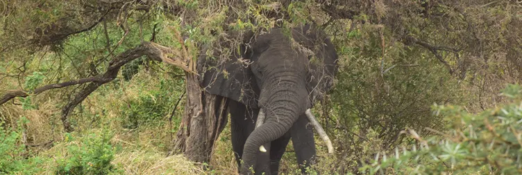 Ngorongoro Crater Full Day Tour Back to Arusha
