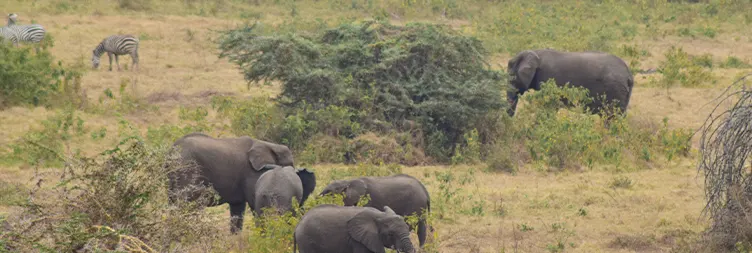 Serengeti to Ngorongoro Crater 